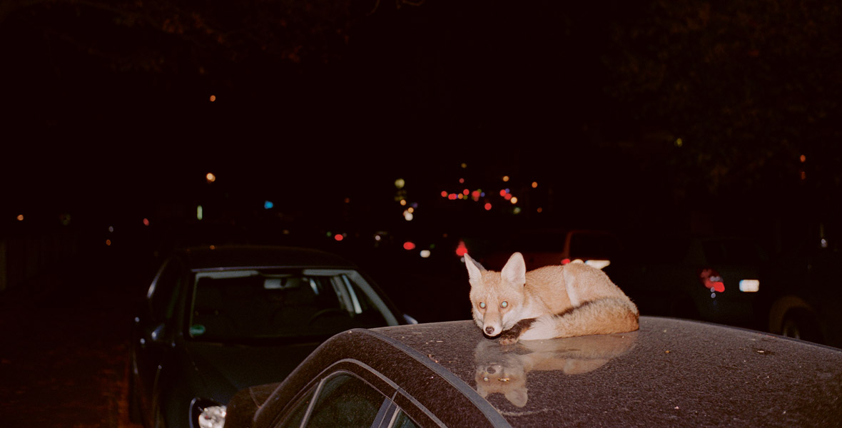 Fuchs bei Nacht