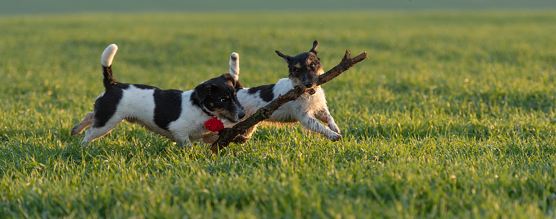 Aufmacherbild "spielende Hunde": Shutterstock