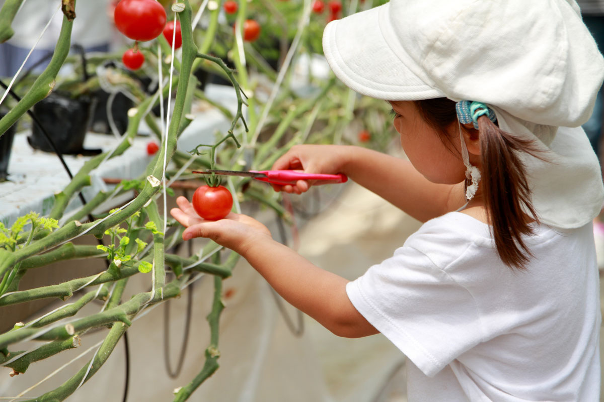 junges Mädchen pflückt Tomaten auf dem Balkon
