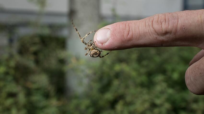 Eine Spinne klettert einen Finger hinauf