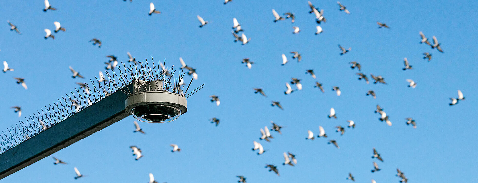 Stacheln an einer Straßenlaterne mit einem Vogelschwarm im Hintergrund