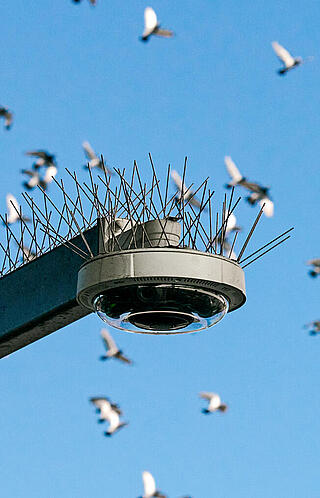 Stacheln an einer Straßenlaterne mit einem Vogelschwarm im Hintergrund