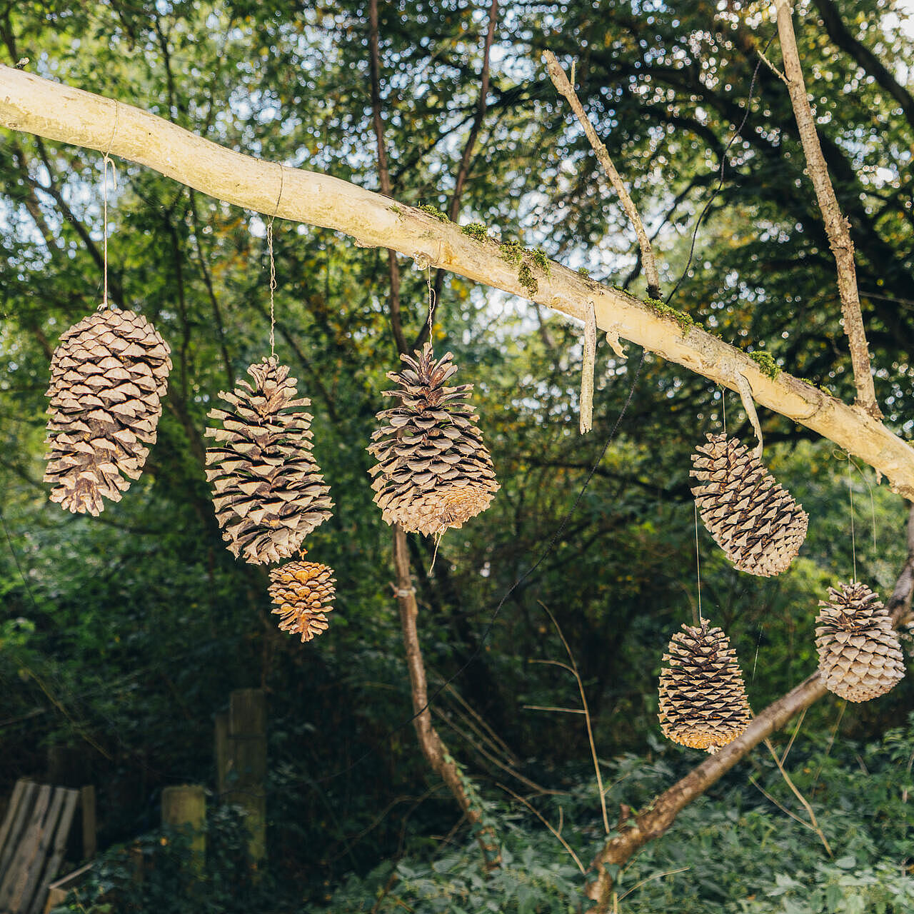 Tannenzapfen hängen an einem Ast