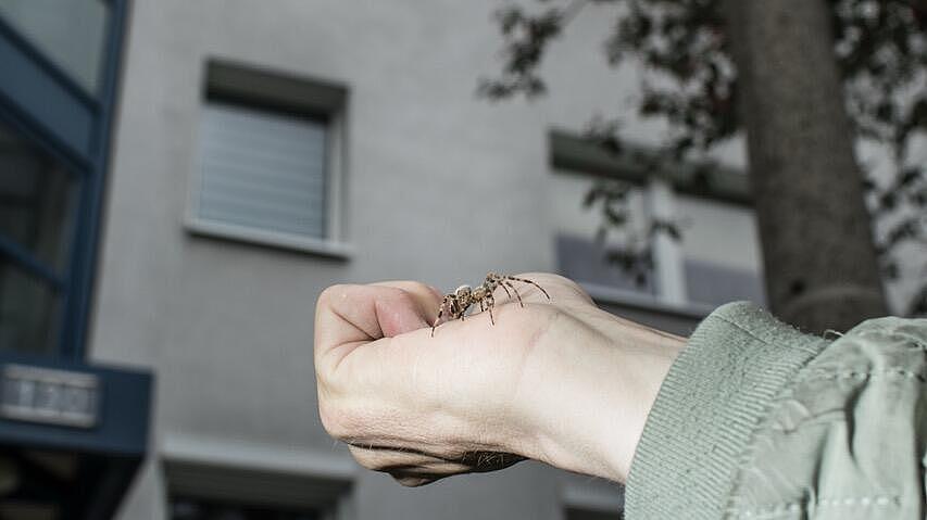 Spinne auf einer ausgestreckten Hand