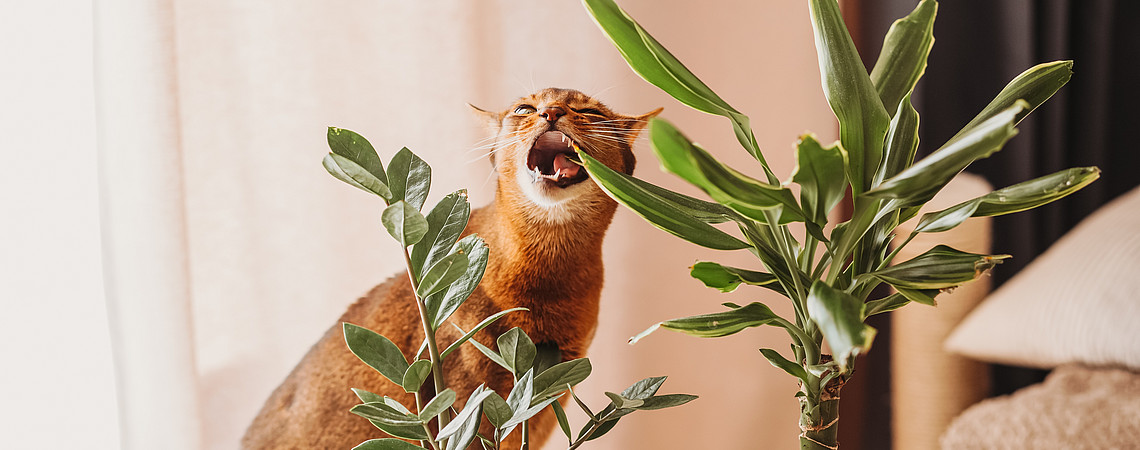 Aufmacherbild "Katze hinter Zimmerpflanzen": Shutterstock