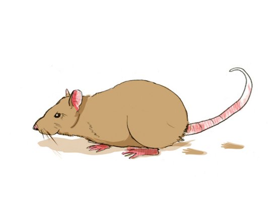 Illustration Ratte