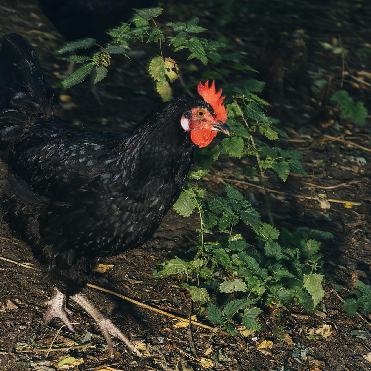 Ein Huhn läuft im Gebüsch des Wagendorf