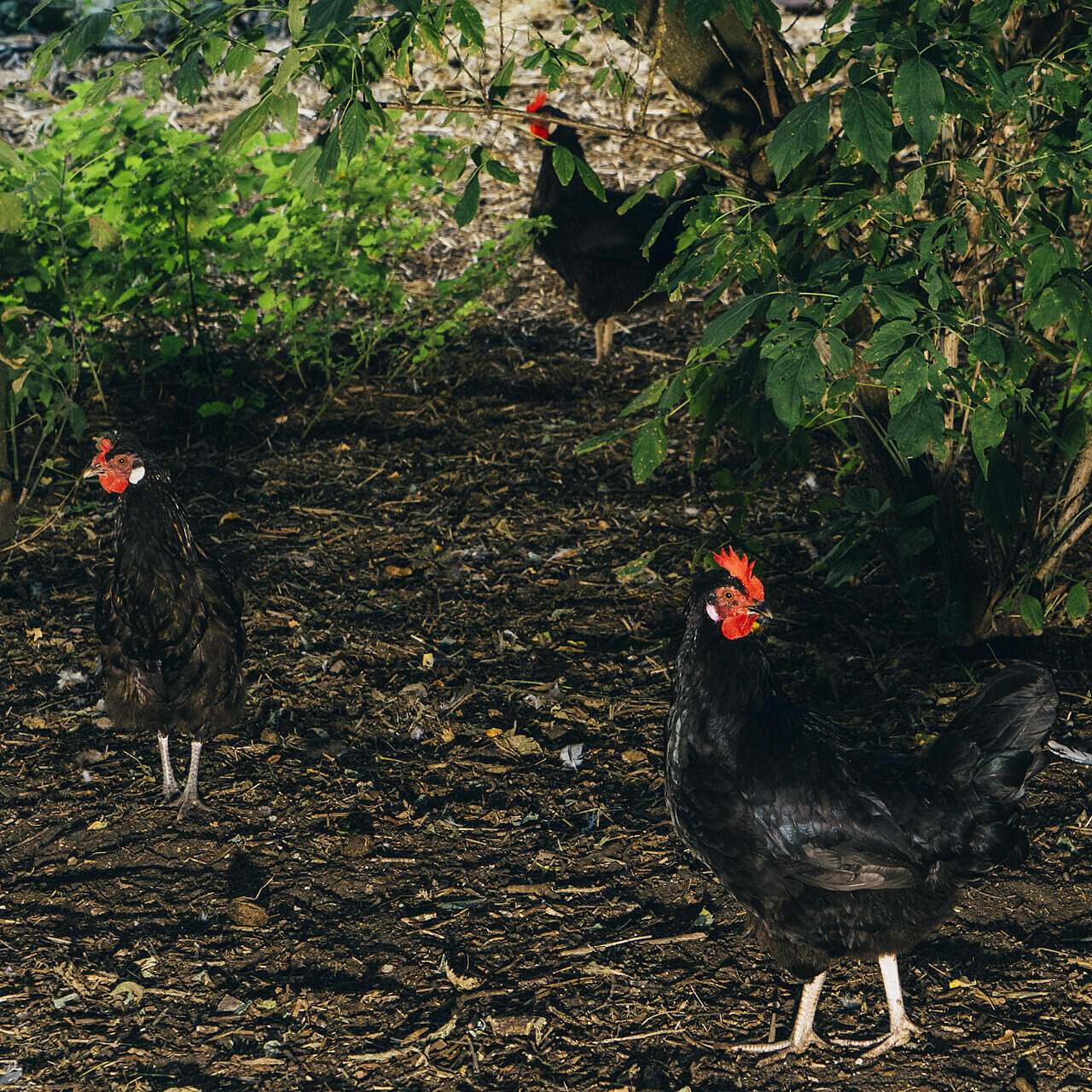 Hühner im Gebüsch
