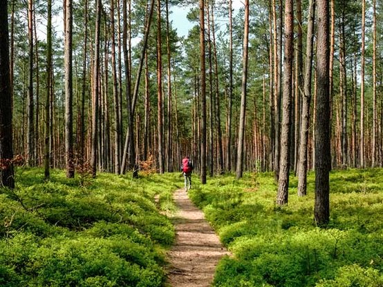 Blick in den Wald mit wandernder Person
