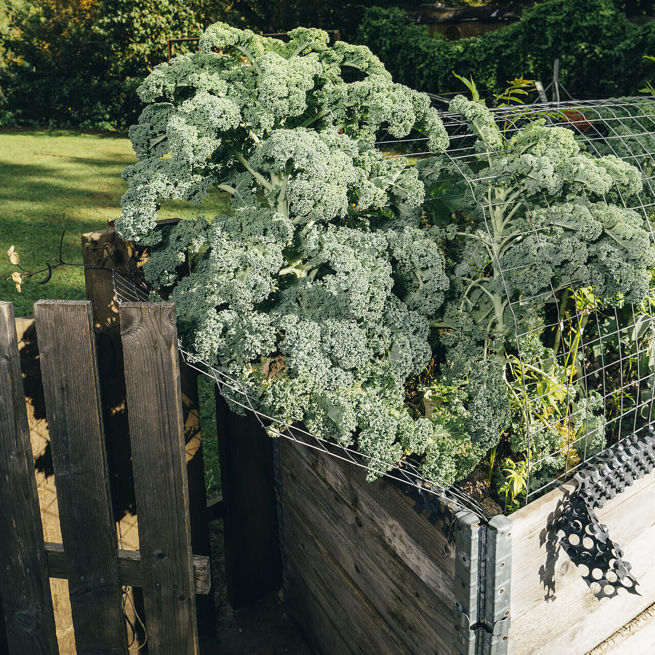 Gemüse wächst aus einem Gemüsebeet