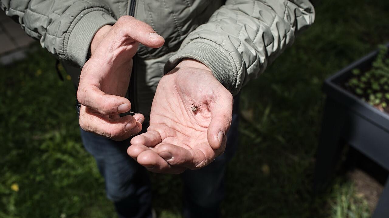 Eine Spinne krabbelt über die Handfläche des Tourguides