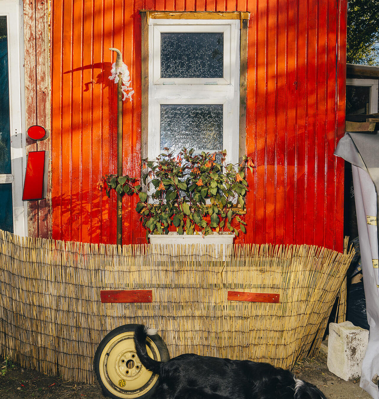 Ein Hund läuft vor einem roten Wagen