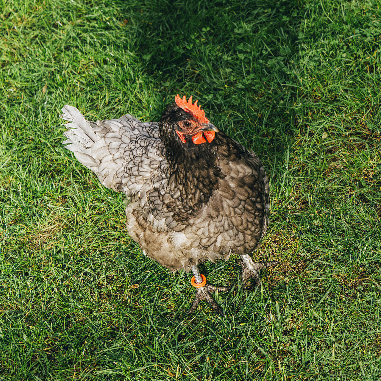 Ein Huhn läuft über eine Wiese