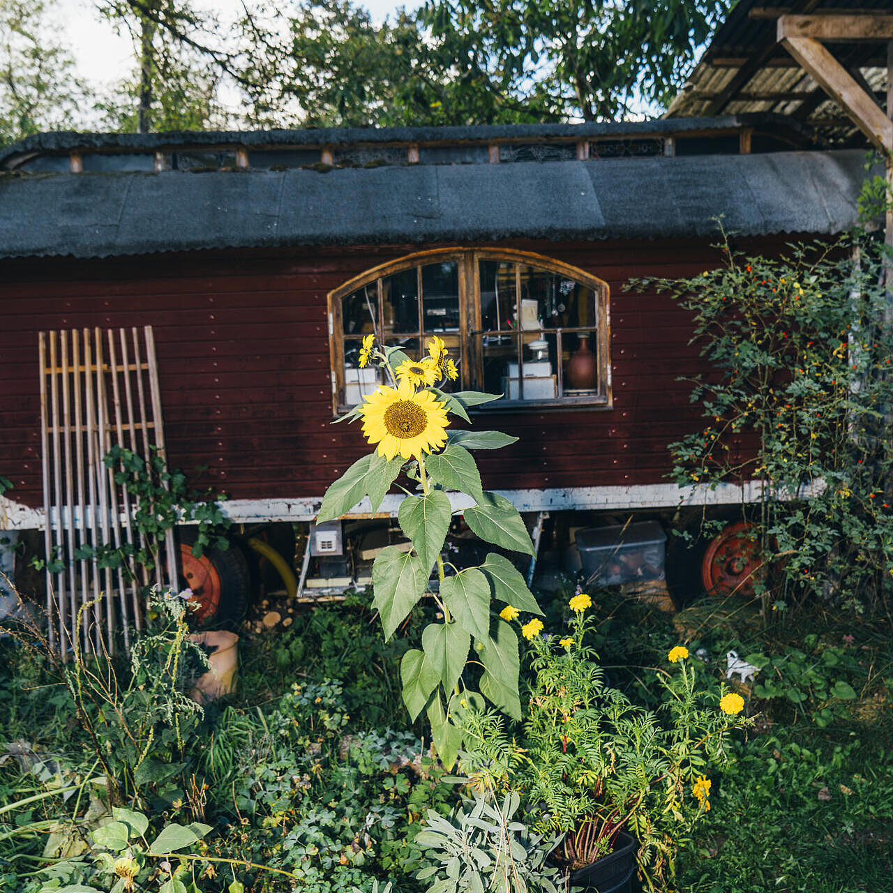 Eine Sonnenblume blüht vor einem Wagen