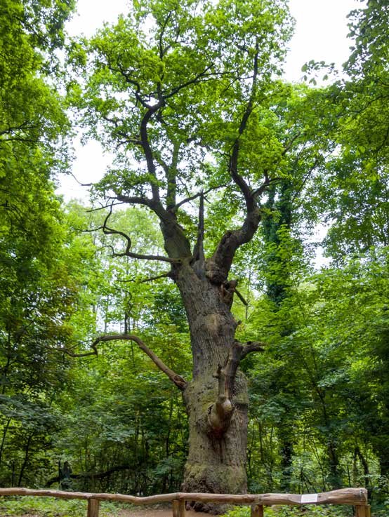 Die „Dicke Marie“ ist einen Besuch wert: Der älteste Baum Berlins wird auf 900 Jahre geschätzt und steht im Tegeler Forst