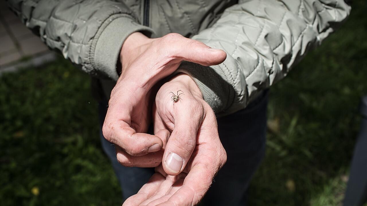 Tourguide hat eine Spinne auf der Hand
