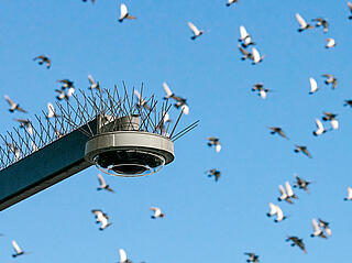 Stacheln an einer Straßenlaterne mit einem Vogelschwarm im Hintergrund
